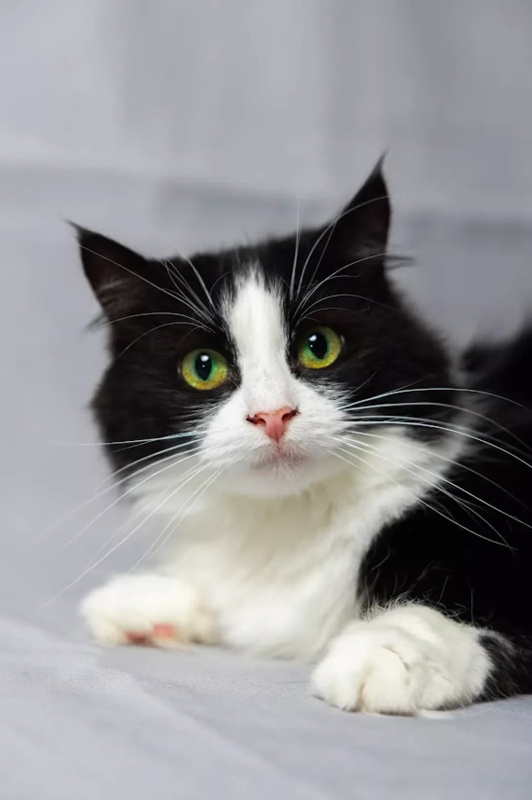 Mimi (Мімі), Mixed Breed (Happy Paw Kyiv)