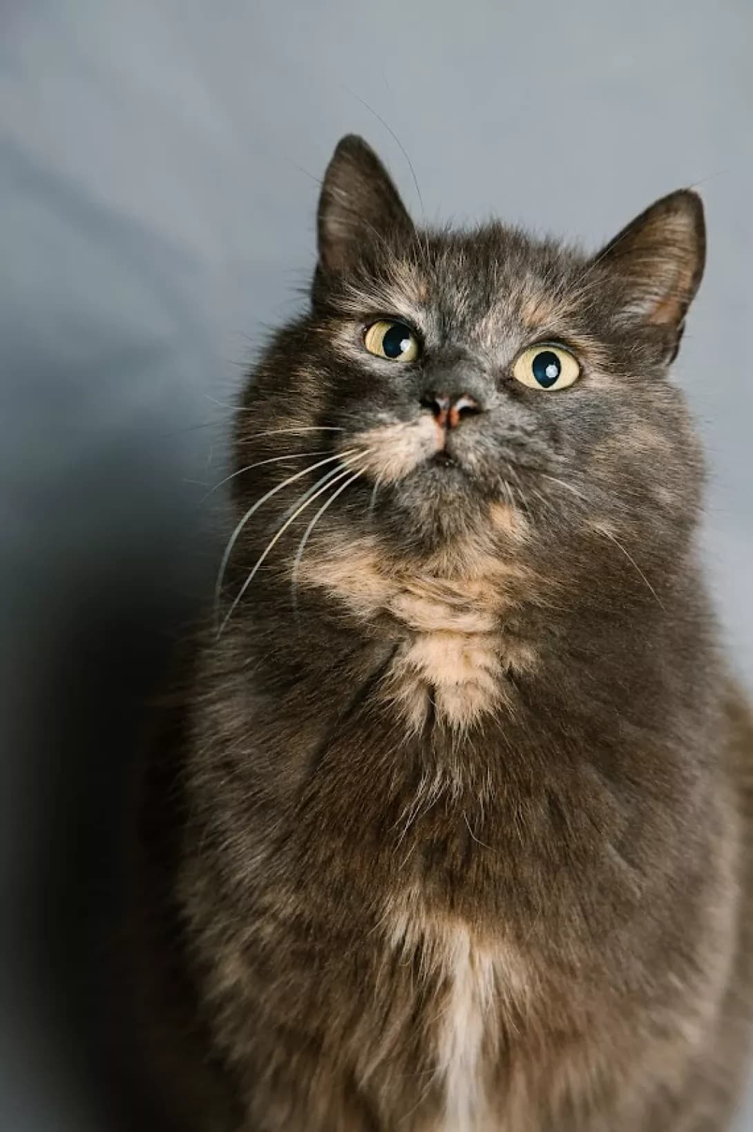 Fistashka (Фісташка), Mixed Breed (Happy Paw Kyiv)