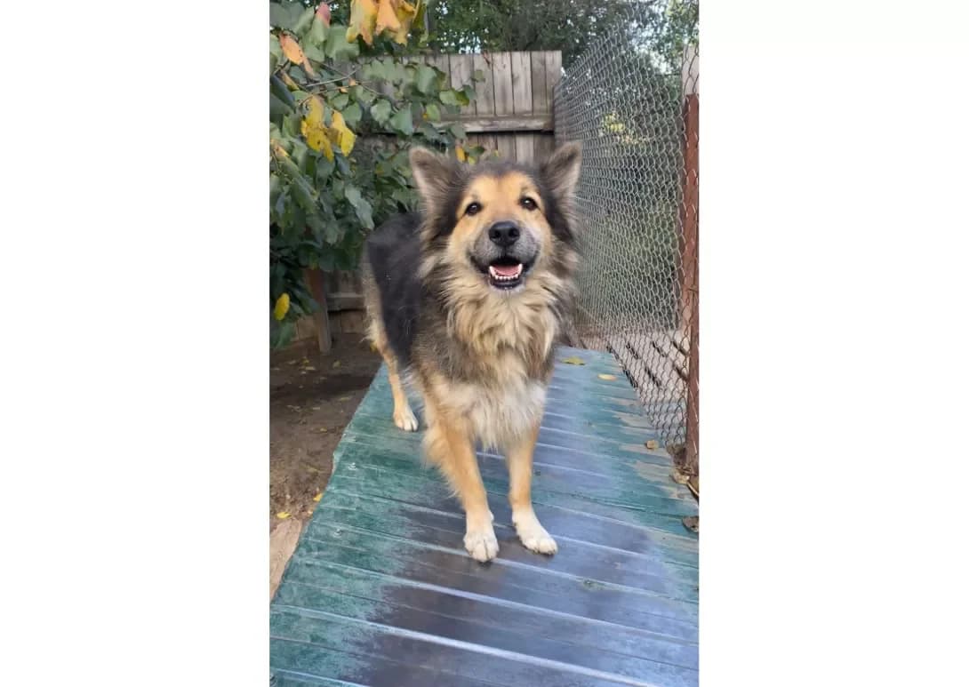 Reks (Рекс), male senior Mixed Breed for adoption at Happy Paw Kyiv