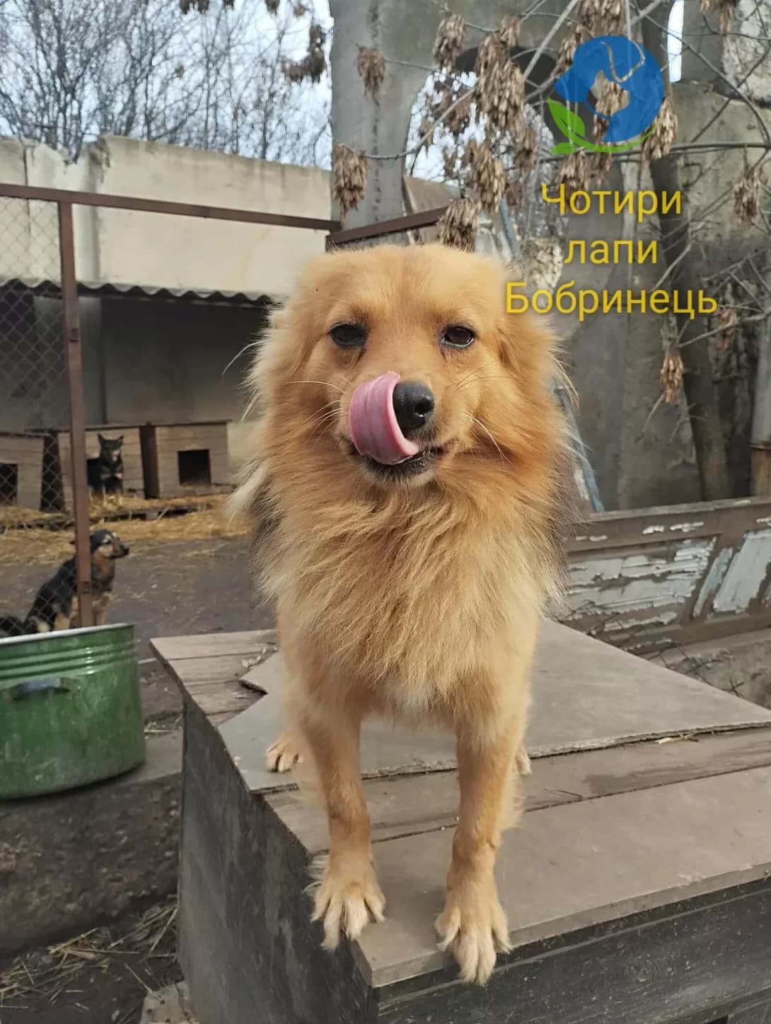 Kholodok (Холодок), Mixed Breed (Happy Paw Kirovohrad)