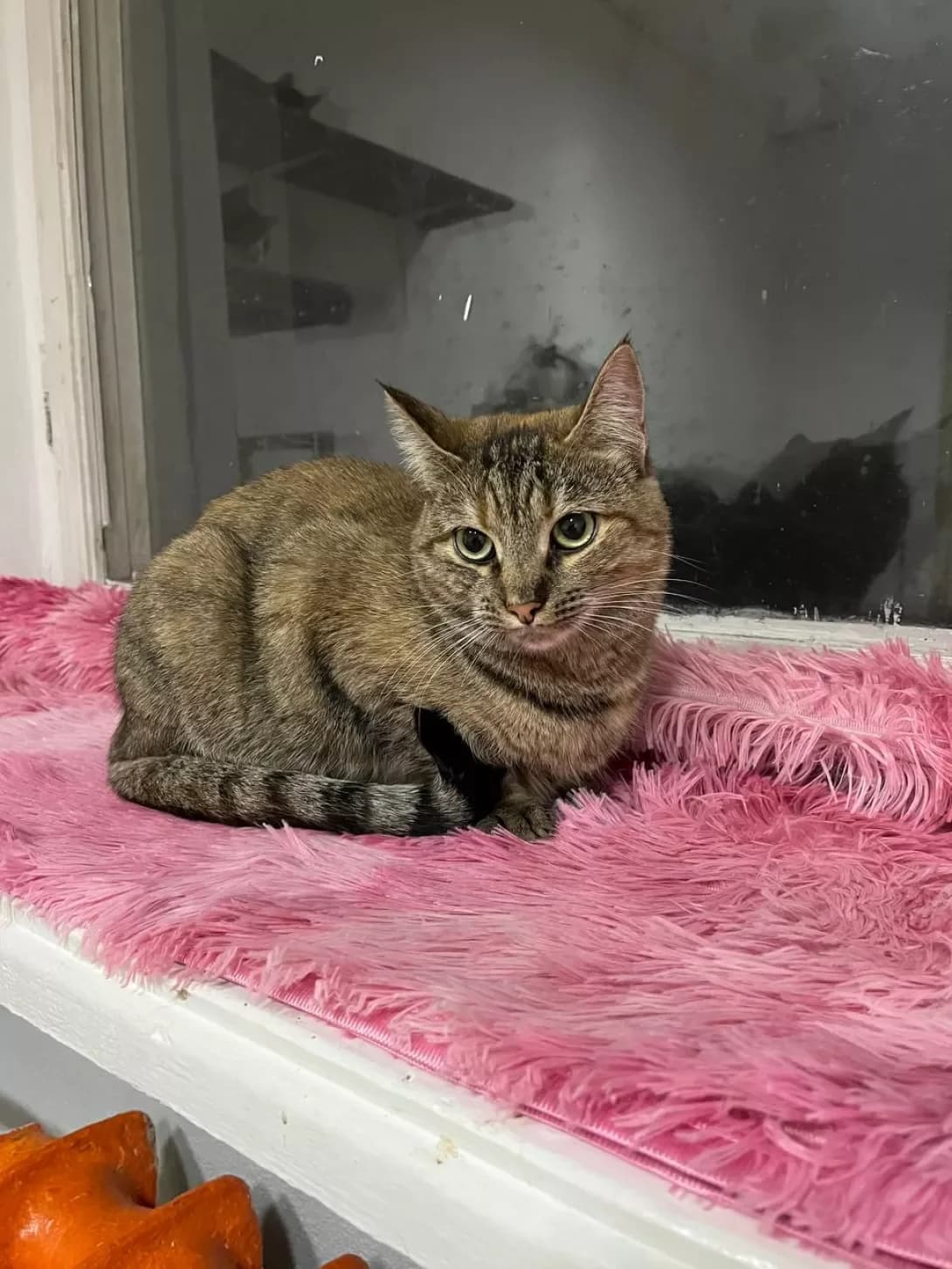 Vesta (Веста), Mixed Breed (Happy Paw Kyiv)