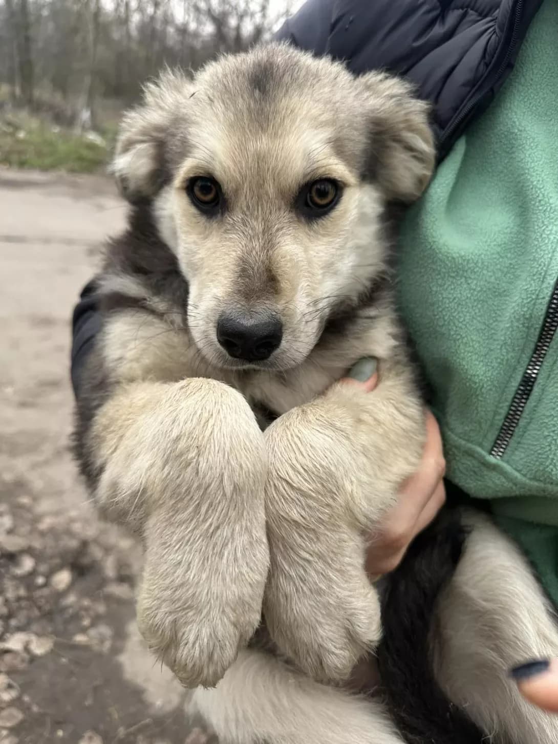 Fiona (Фіона), female puppy Mixed Breed for adoption at Happy Paw Dnipro