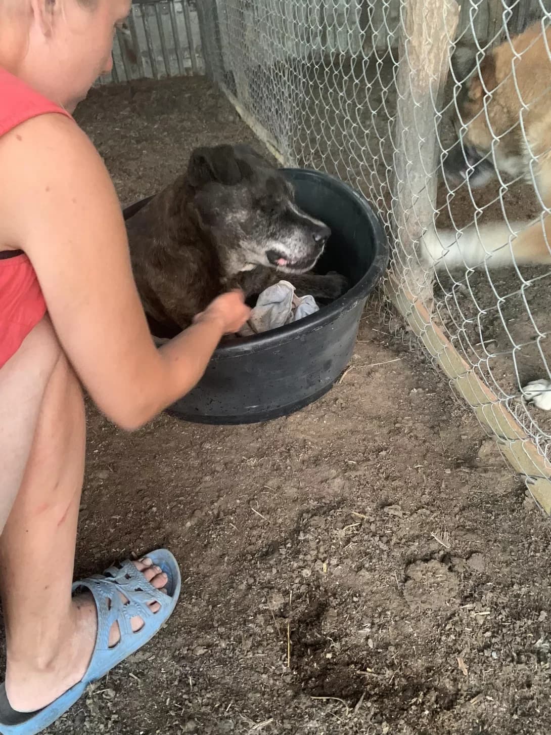 Dasha (Даша), female senior Mixed Breed for adoption at Happy Paw Donetsk Oblast