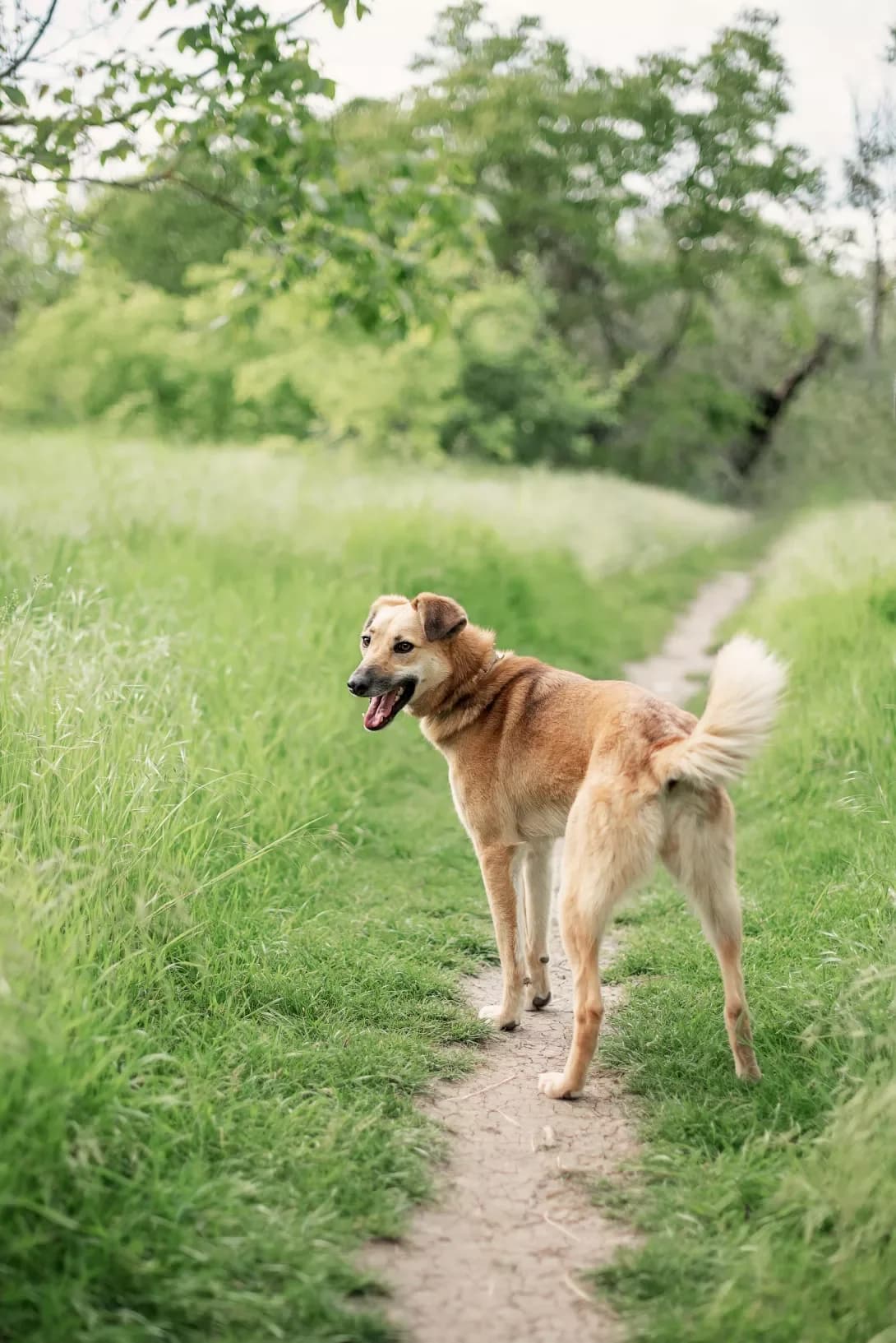 Dzheyn (Джейн), female young Mixed Breed for adoption at Happy Paw Odesa
