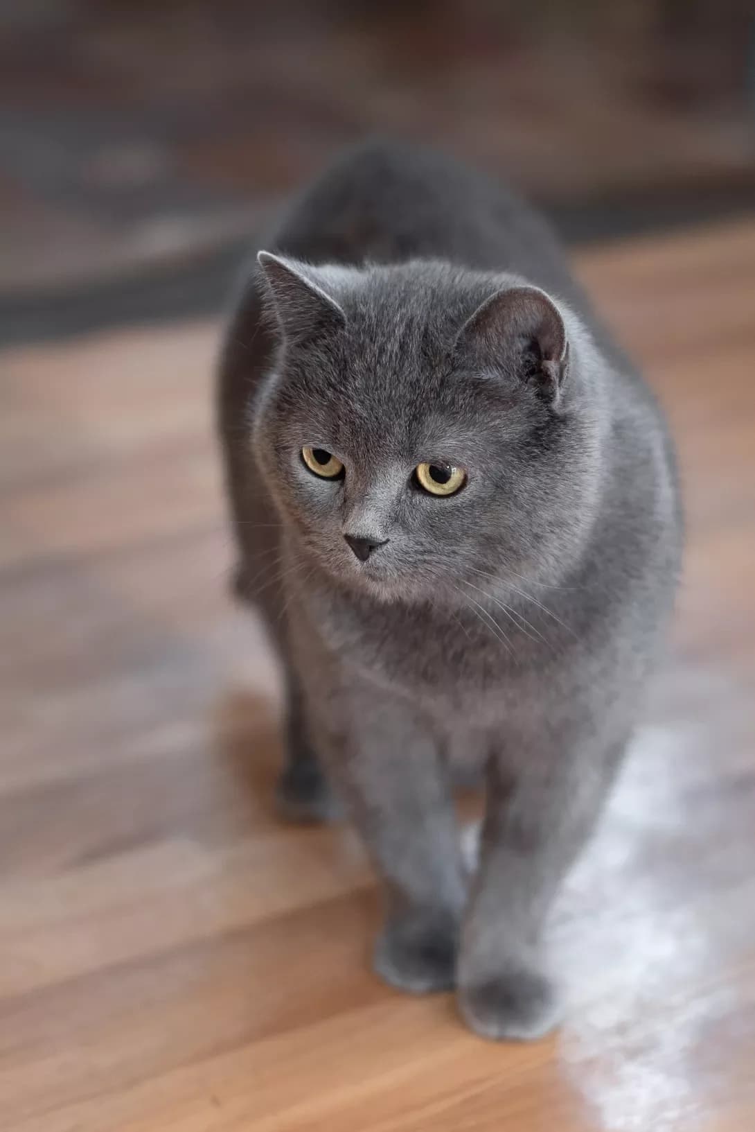 M'yata (М'ята), female 5yo Mixed Breed for adoption at Happy Paw Odesa