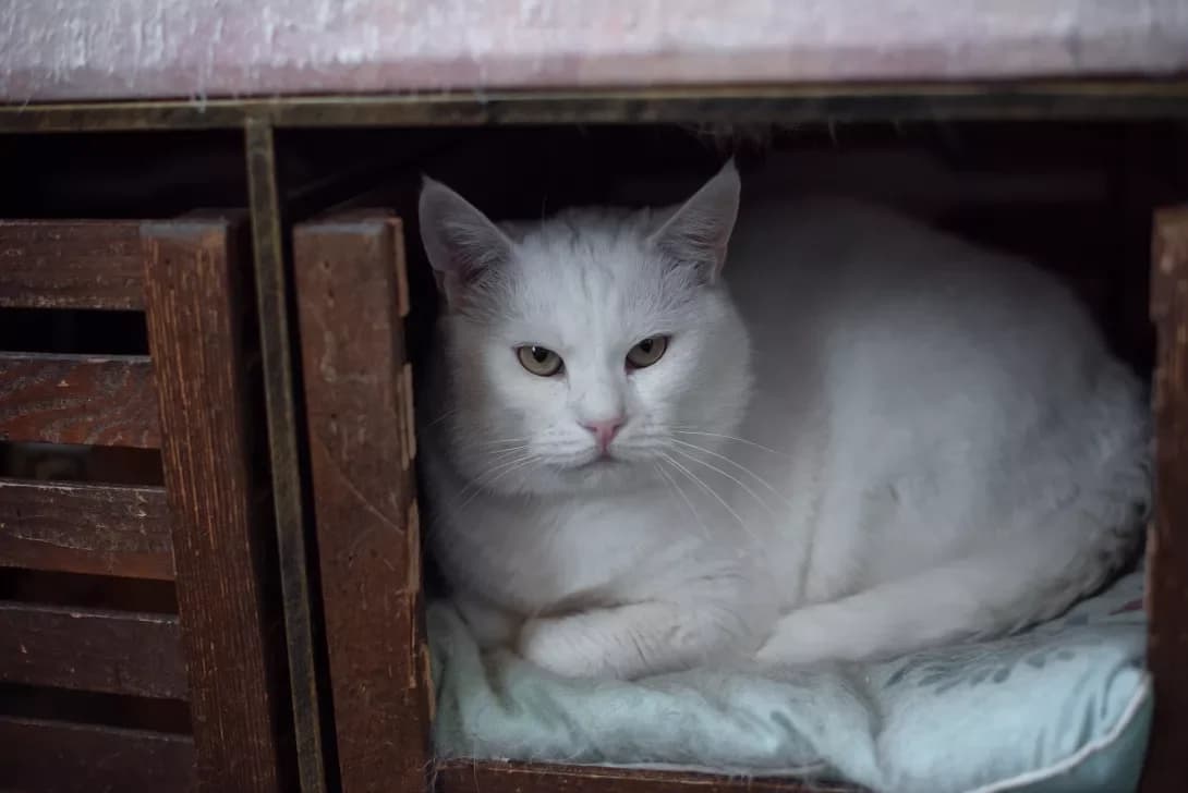 Biliy (Білий), female 5yo Mixed Breed for adoption at Happy Paw Odesa