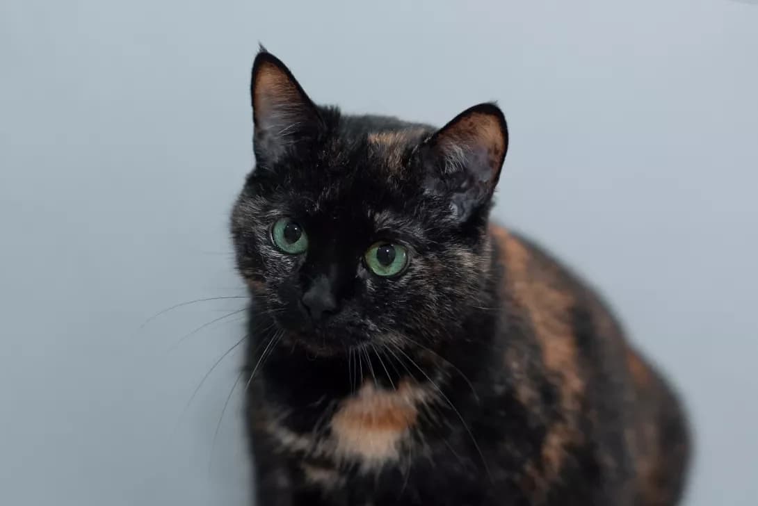 Grechka (Гречка), female 7yo Mixed Breed for adoption at Happy Paw Odesa