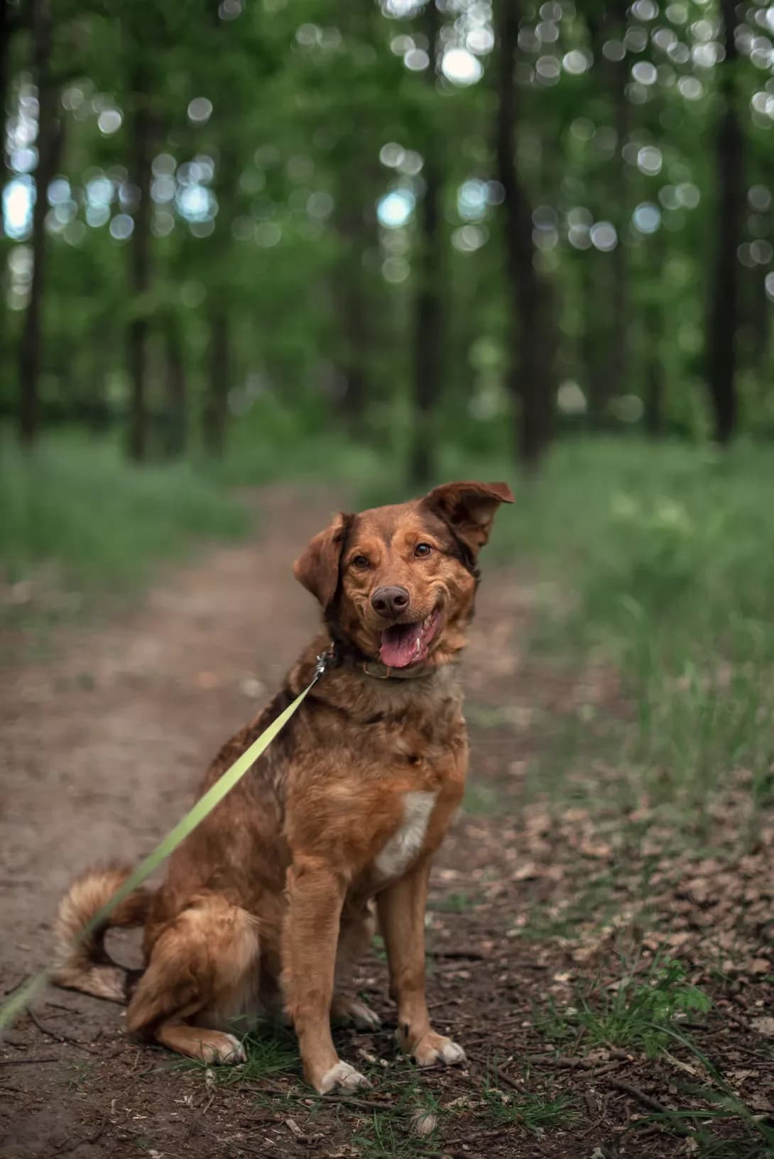 Dzhina (Джина), female 5yo Mixed Breed for adoption at Happy Paw Odesa