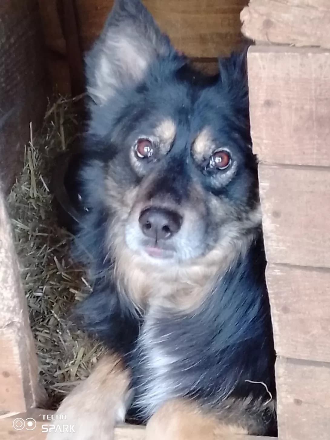 Silver (Сільвер), Mixed Breed (Happy Paw Kyiv Oblast)