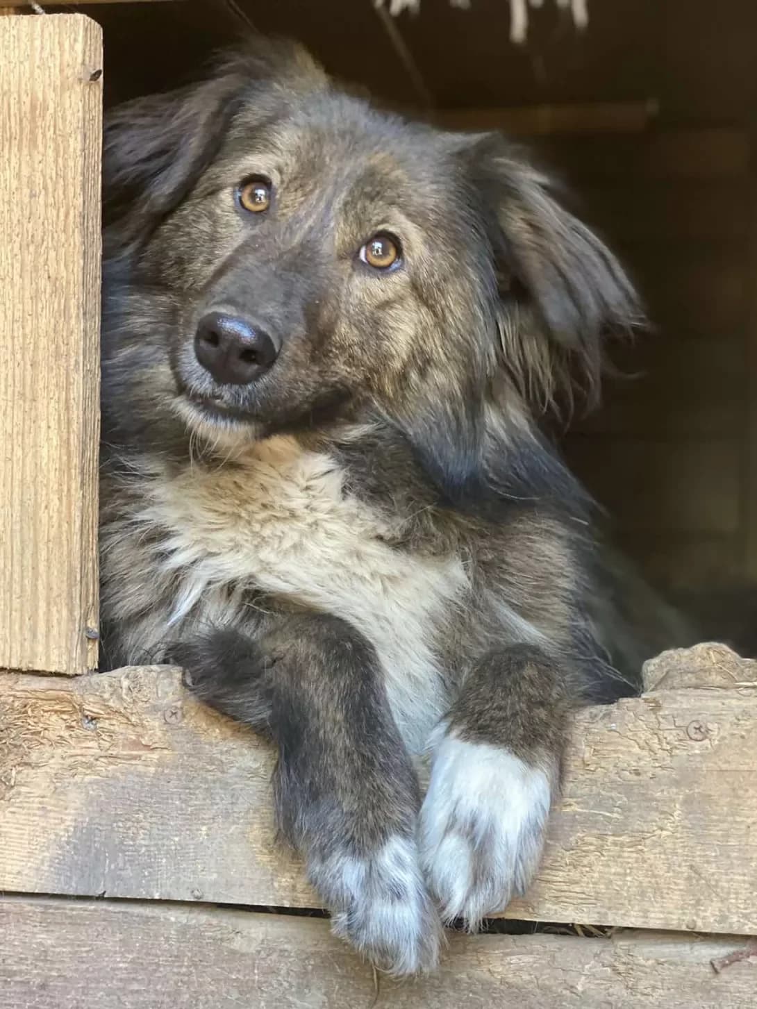 Umka (Умка), Mixed Breed (Happy Paw Kyiv Oblast)