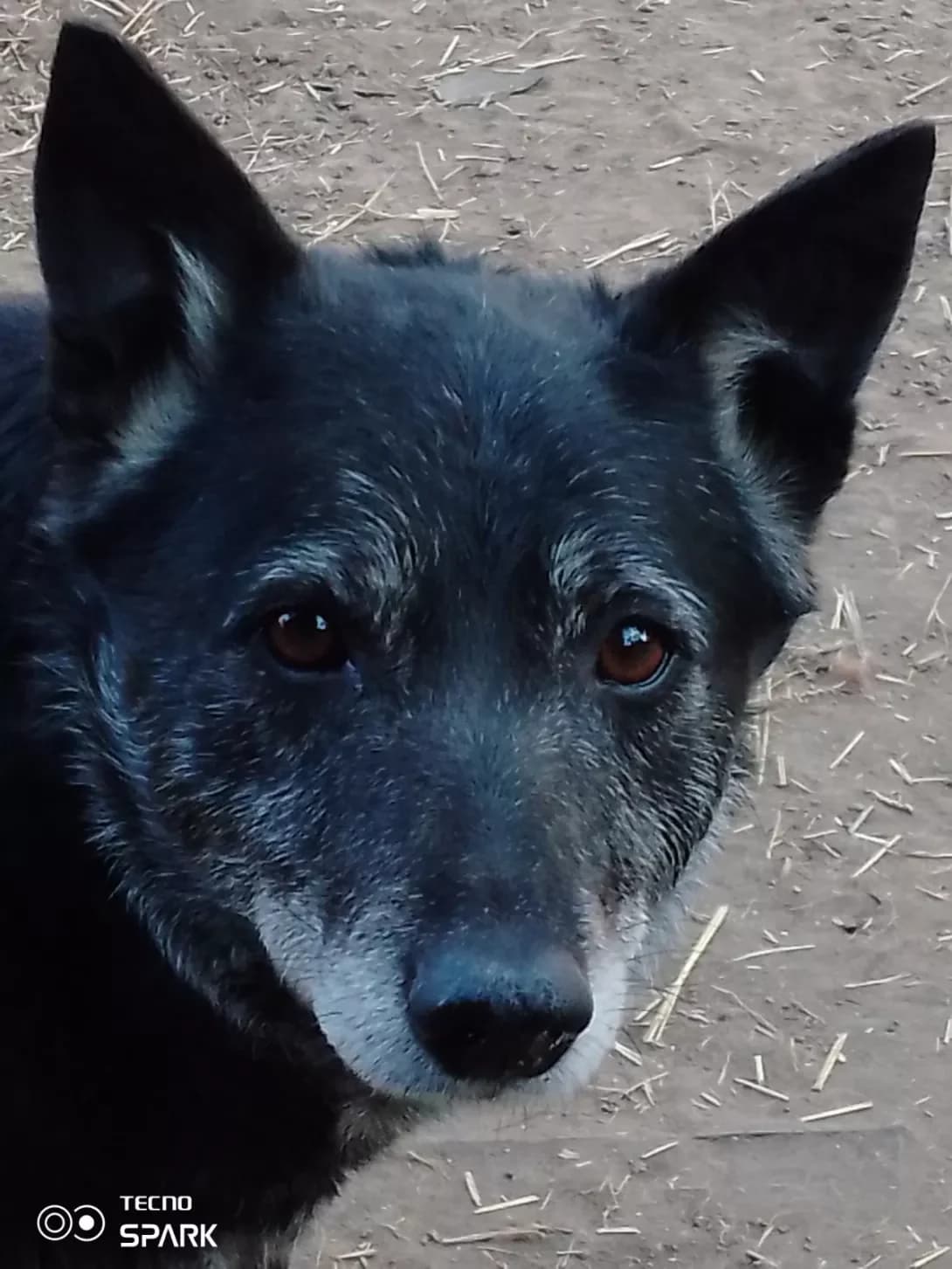 Bagira (Багіра), Mixed Breed (Happy Paw Kyiv Oblast)