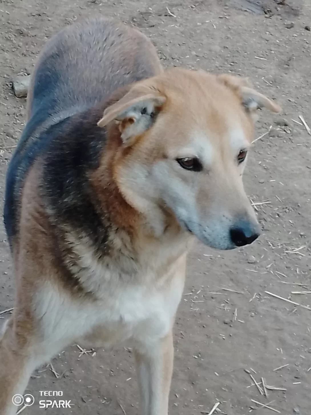 Zeya (Зея), Mixed Breed (Happy Paw Kyiv Oblast)