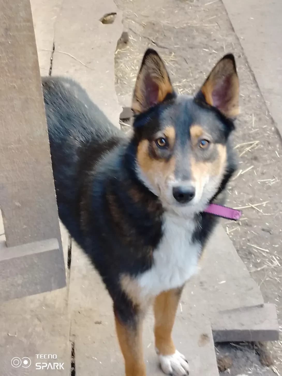 Shanni (Шанні), Mixed Breed (Happy Paw Kyiv Oblast)