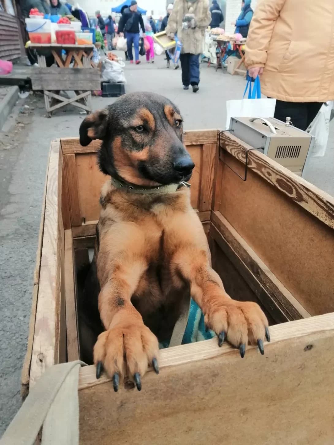 Matilda (Матільда), Mixed Breed (Happy Paw Kyiv Oblast)