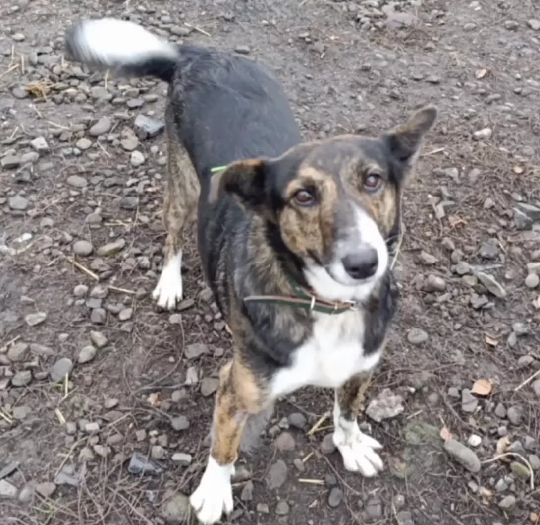 Lada (Лада), Mixed Breed (Happy Paw Ivano-Frankivsk Oblast)