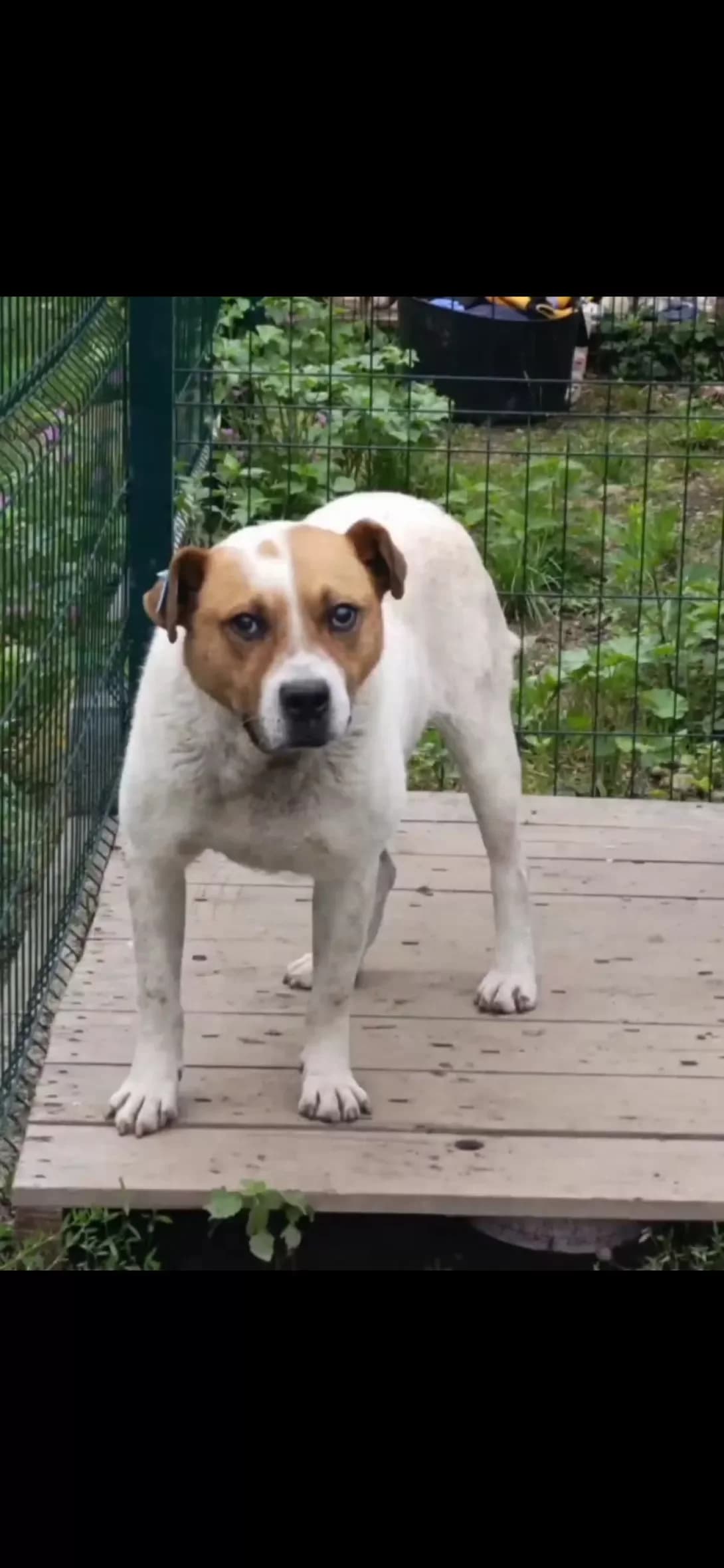 Richi (Річі), Mixed Breed (Happy Paw Ivano-Frankivsk Oblast)