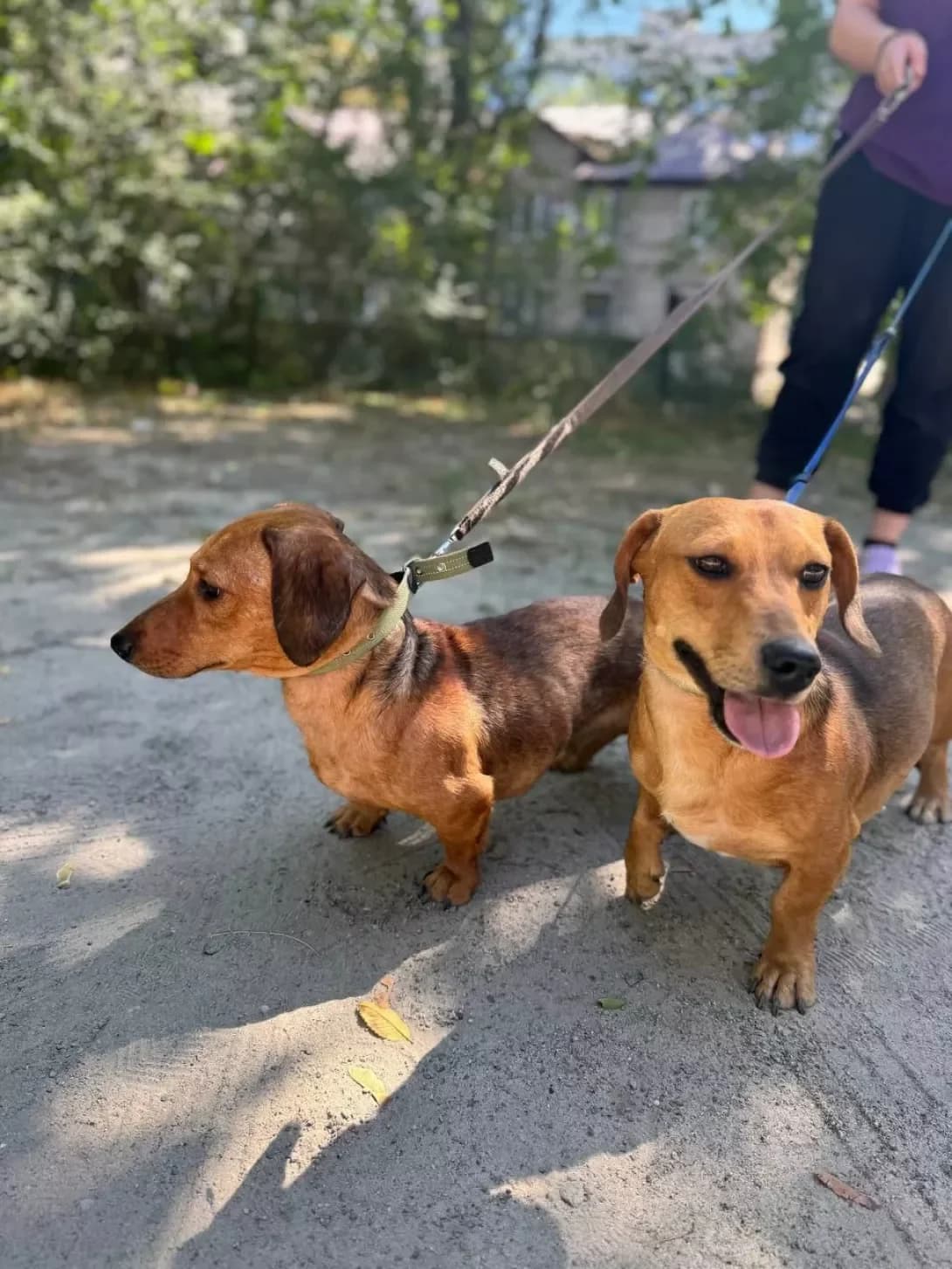 Rey i Malish (Рей і Малиш), Mixed Breed (Happy Paw Dnipro)
