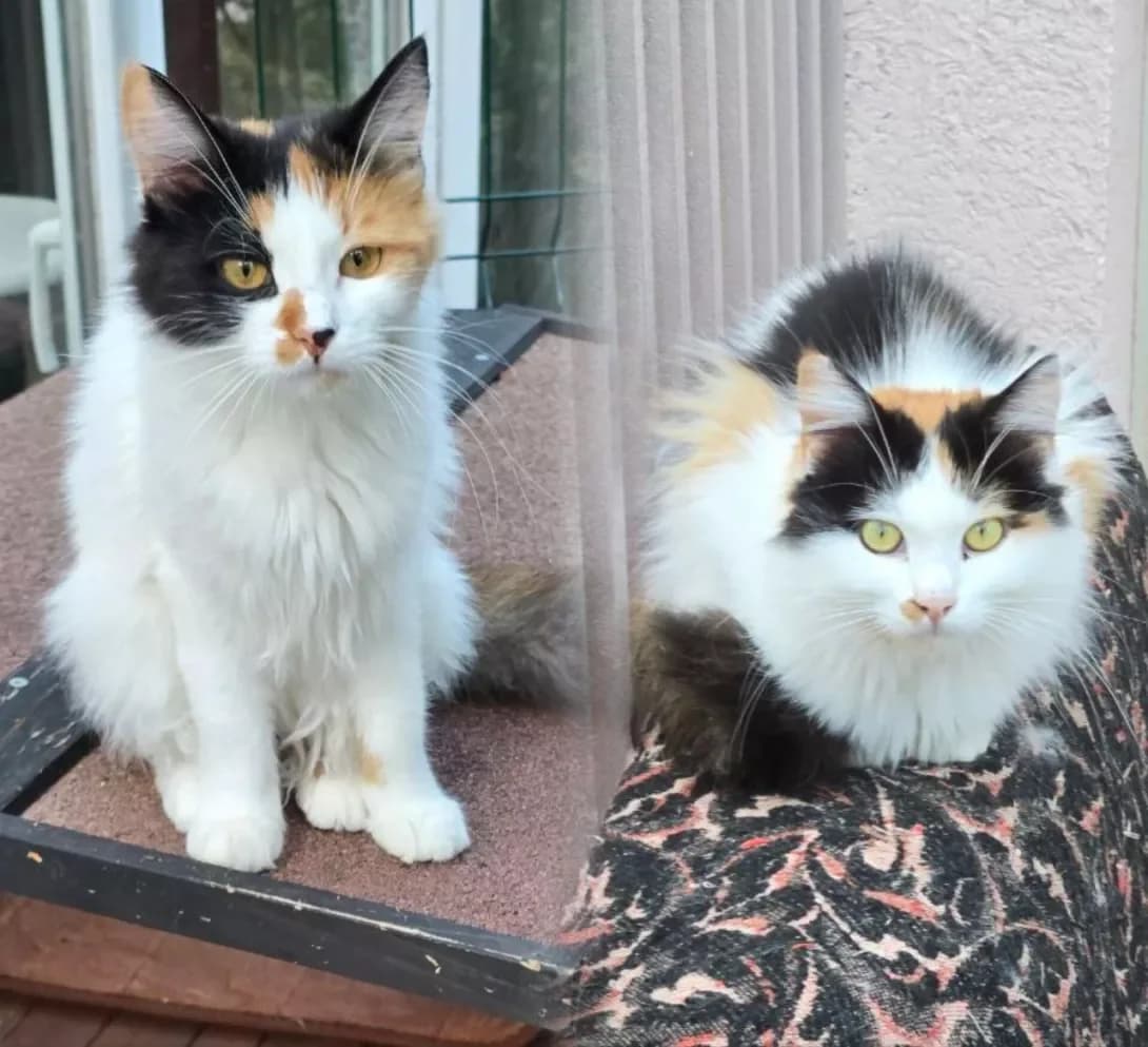 Zita i Gita (Зіта і Гіта), Mixed Breed (Happy Paw Dnipro)