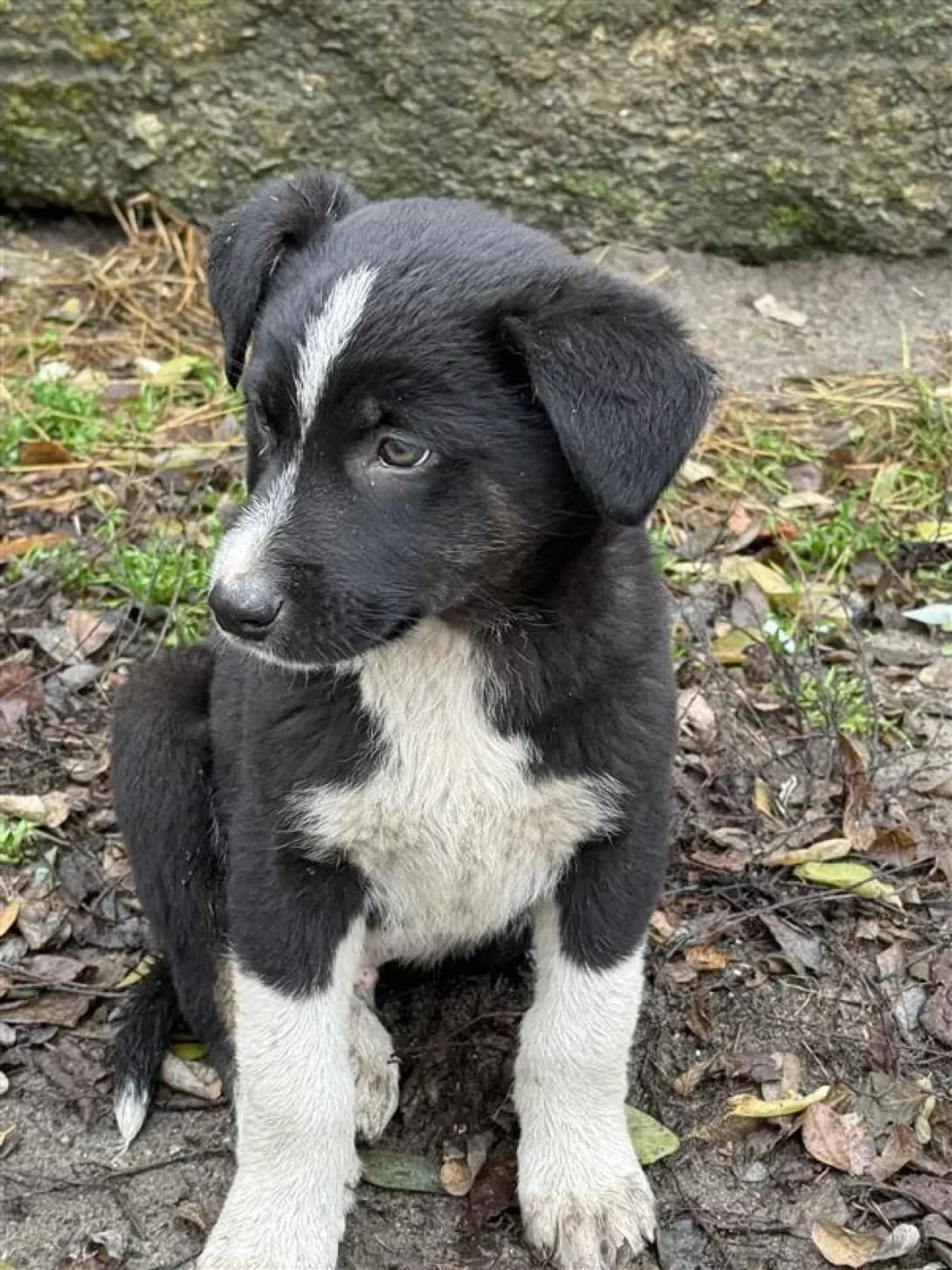 Grey (Грей), male puppy Mixed Breed for adoption at Happy Paw Kyiv