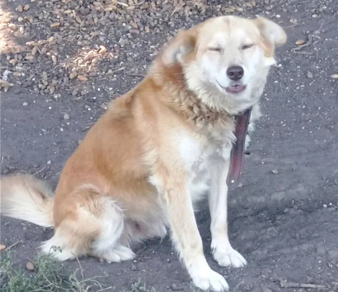 Reksi (Рексі), Mixed Breed (Happy Paw Dnipro)