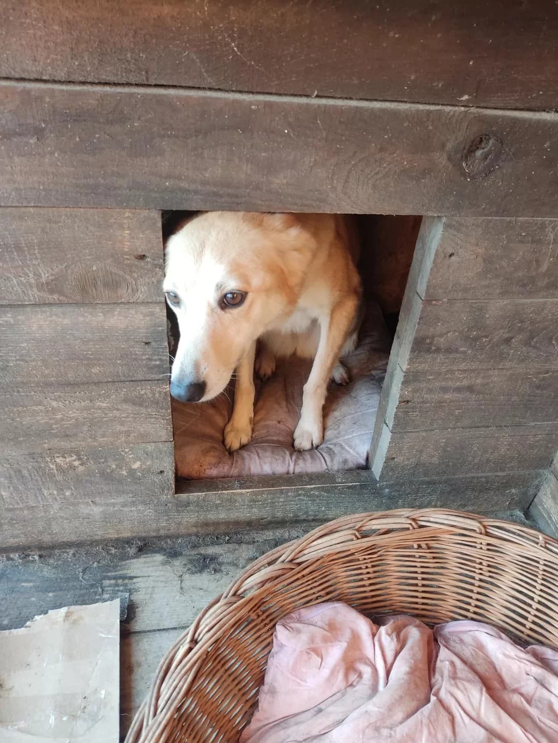 Zhulya (Жуля), Mixed Breed (Happy Paw Dnipro)