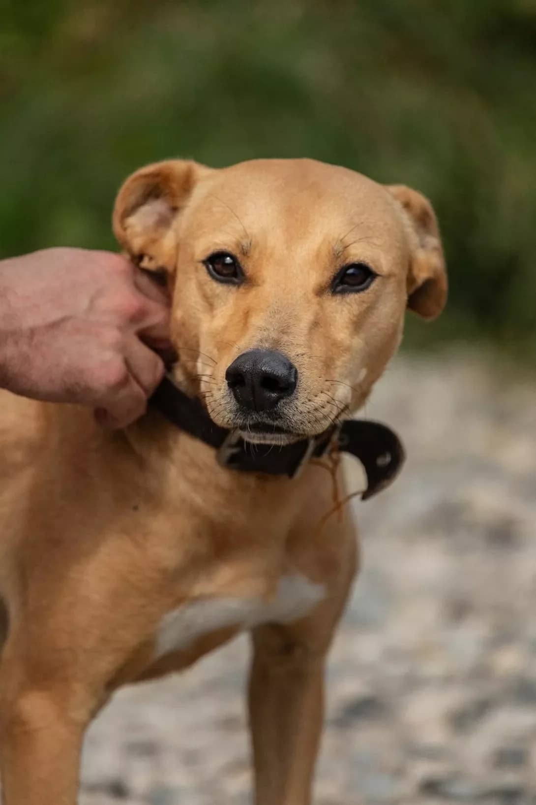 Luyi (Луї), Mixed Breed (Happy Paw Ivano-Frankivsk Oblast)