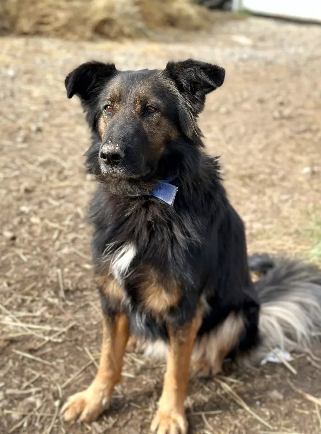 Zhannet (Жаннет), Mixed Breed (Happy Paw Ivano-Frankivsk Oblast)