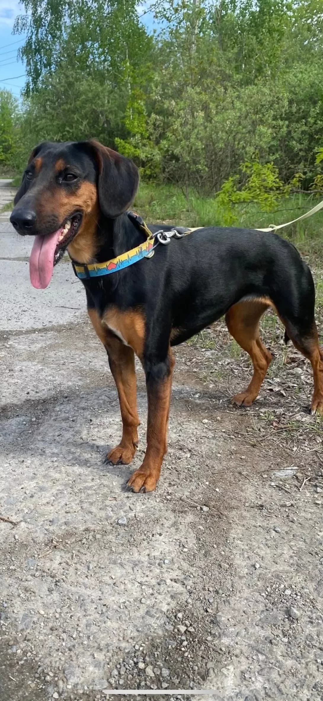 Ravi (Раві), Mixed Breed (Happy Paw Ivano-Frankivsk Oblast)