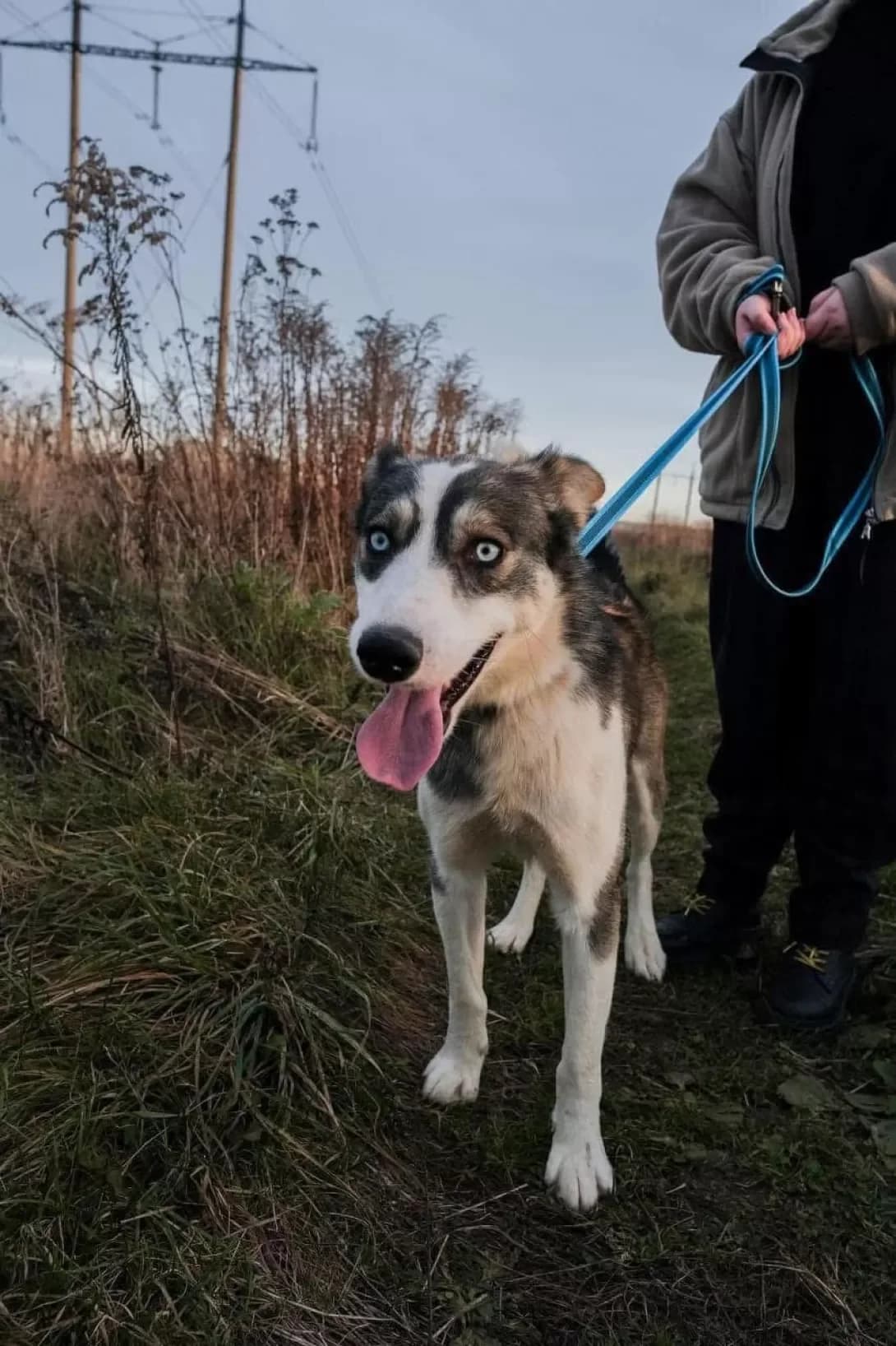Moris (Моріс), Mixed Breed (Happy Paw Ivano-Frankivsk Oblast)