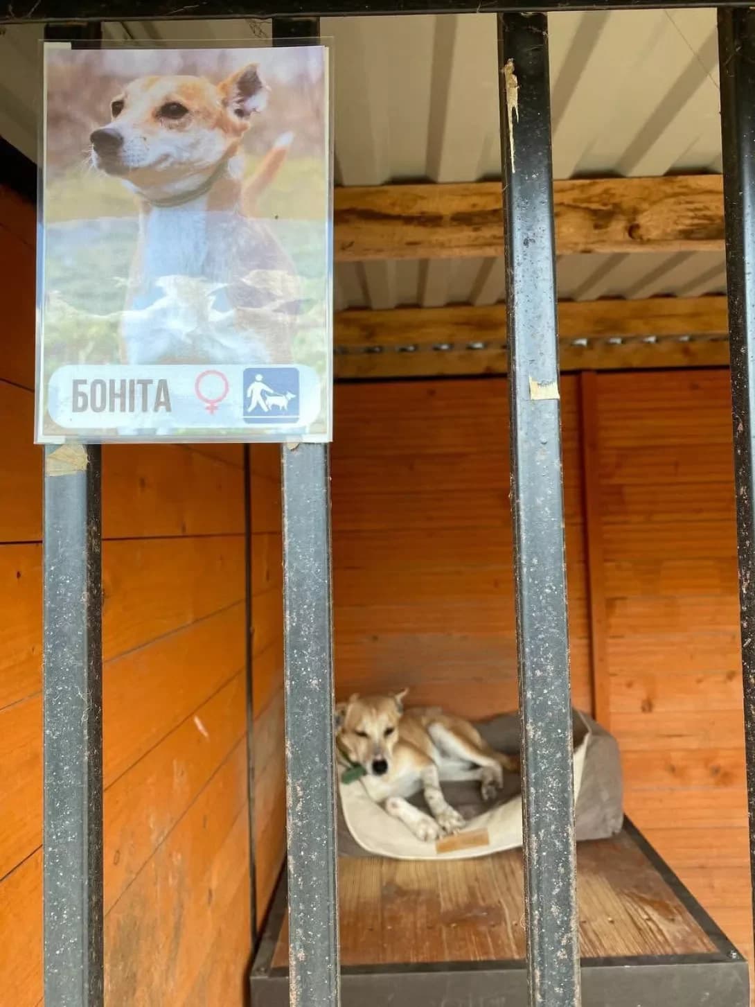 Bonita (Боніта), Mixed Breed (Happy Paw Ivano-Frankivsk Oblast)