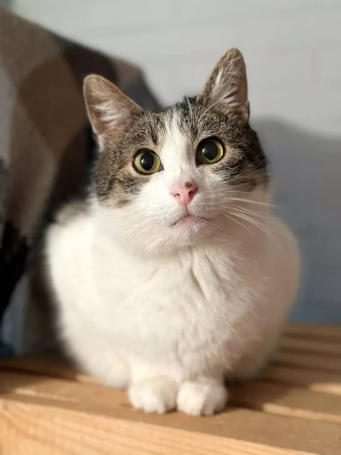 Billi (Біллі), male young Mixed Breed for adoption at Happy Paw Ivano-Frankivsk Oblast