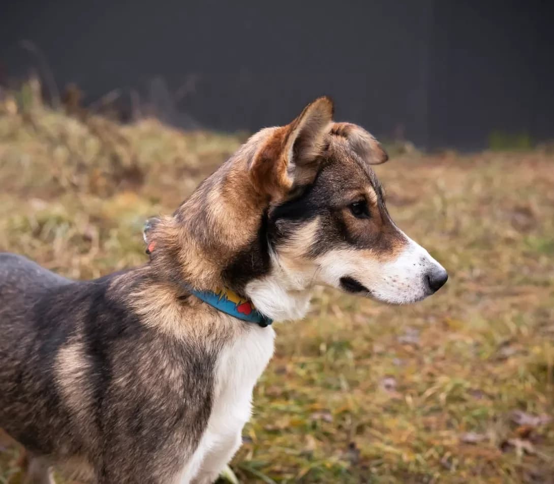 Sirko (Сірко), Mixed Breed (Happy Paw Ivano-Frankivsk Oblast)