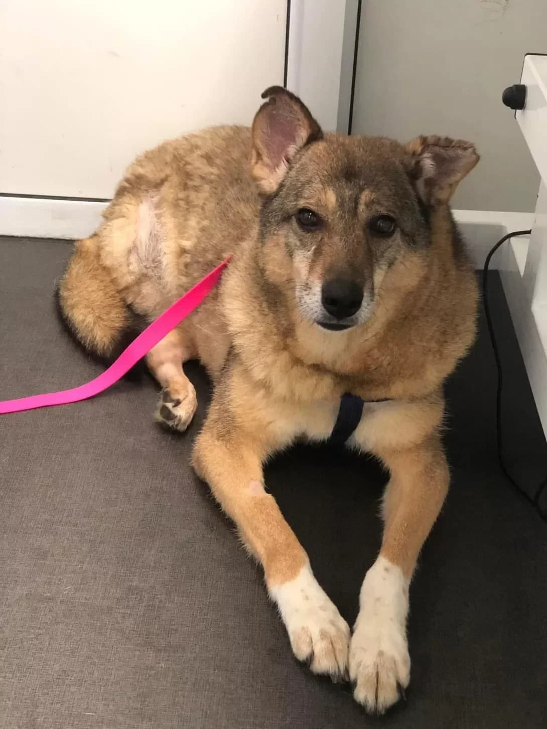 Leksi (Лексі), Mixed Breed (Happy Paw Ivano-Frankivsk Oblast)