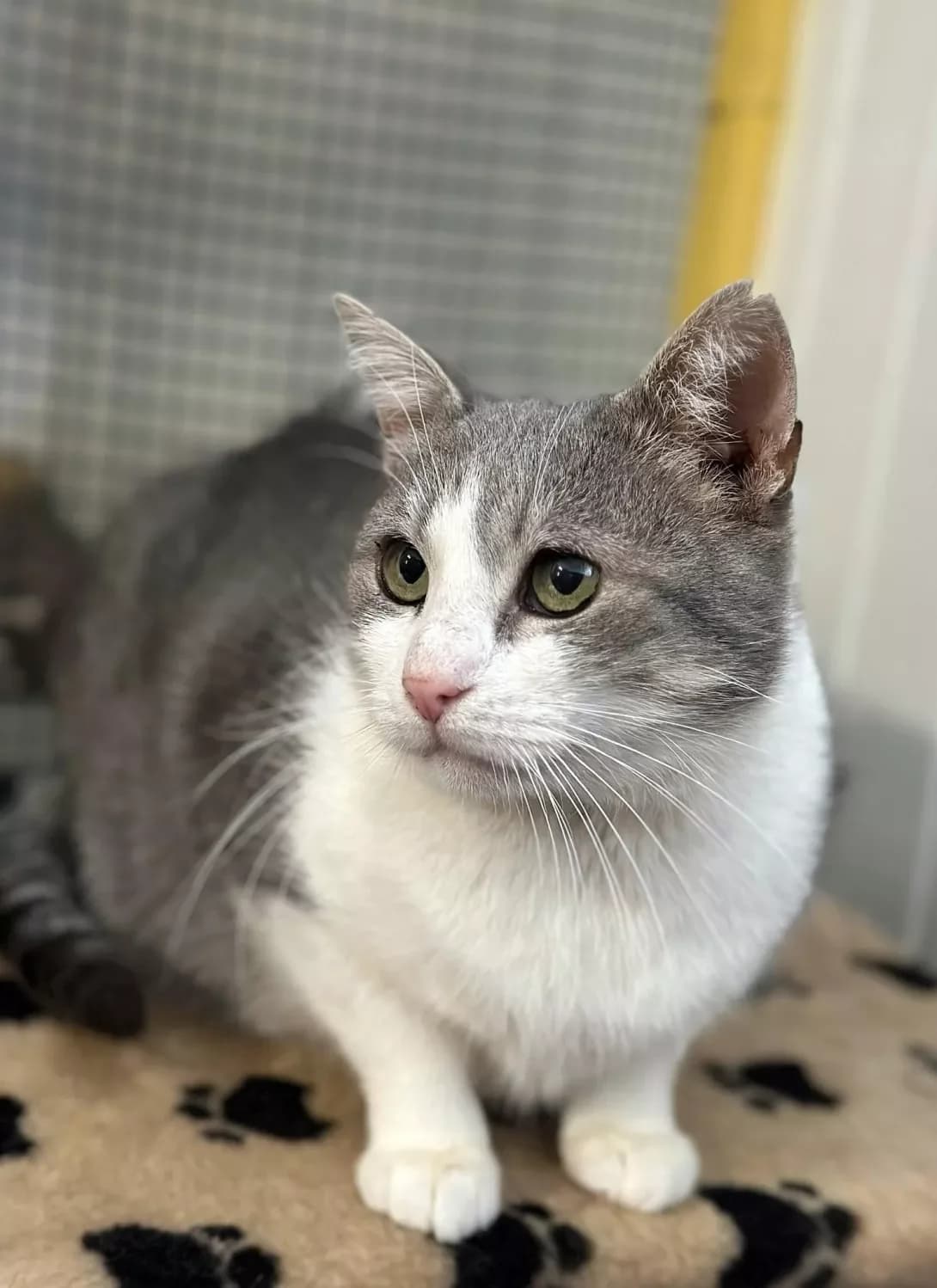 Petrovich (Петрович), male 4yo Mixed Breed for adoption at Happy Paw Ivano-Frankivsk Oblast