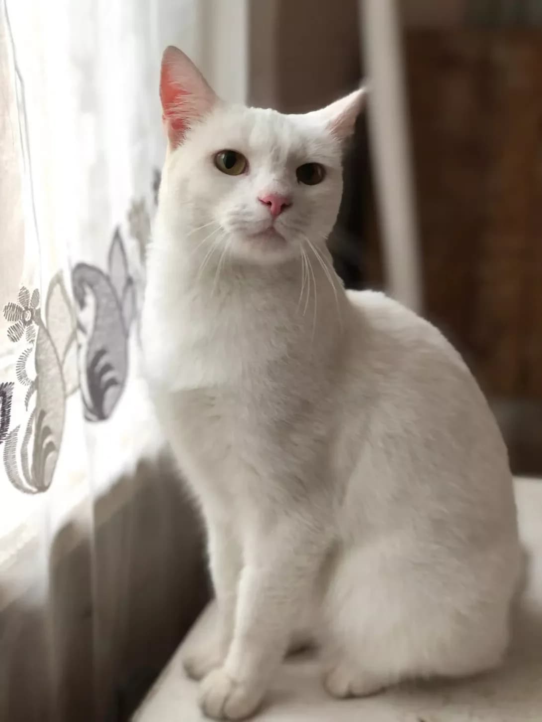 Dakota (Дакота), female young Mixed Breed for adoption at Happy Paw Ivano-Frankivsk Oblast