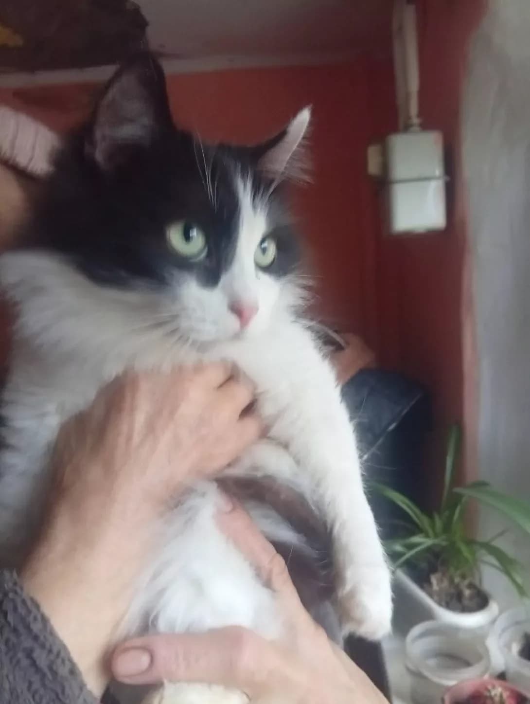 Lyusi (Люсі), Mixed Breed (Happy Paw Dnipro)