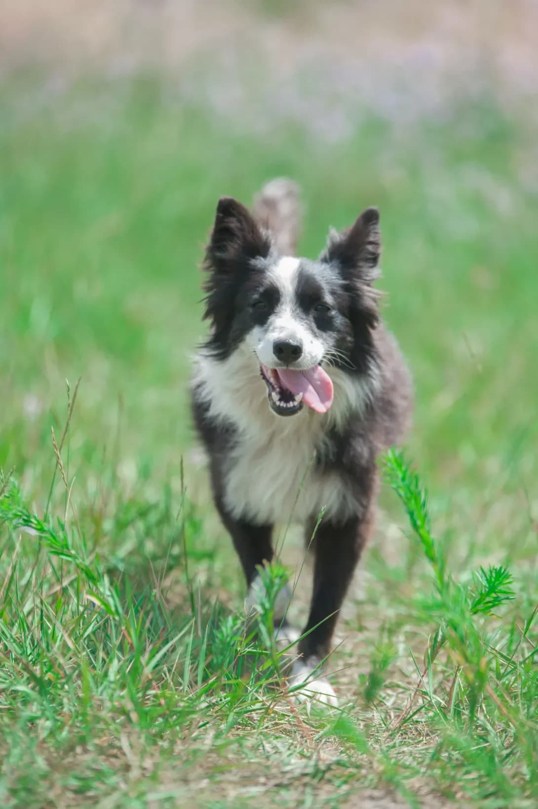 Dolli (Доллі), female senior Mixed Breed for adoption at Happy Paw Kyiv Oblast