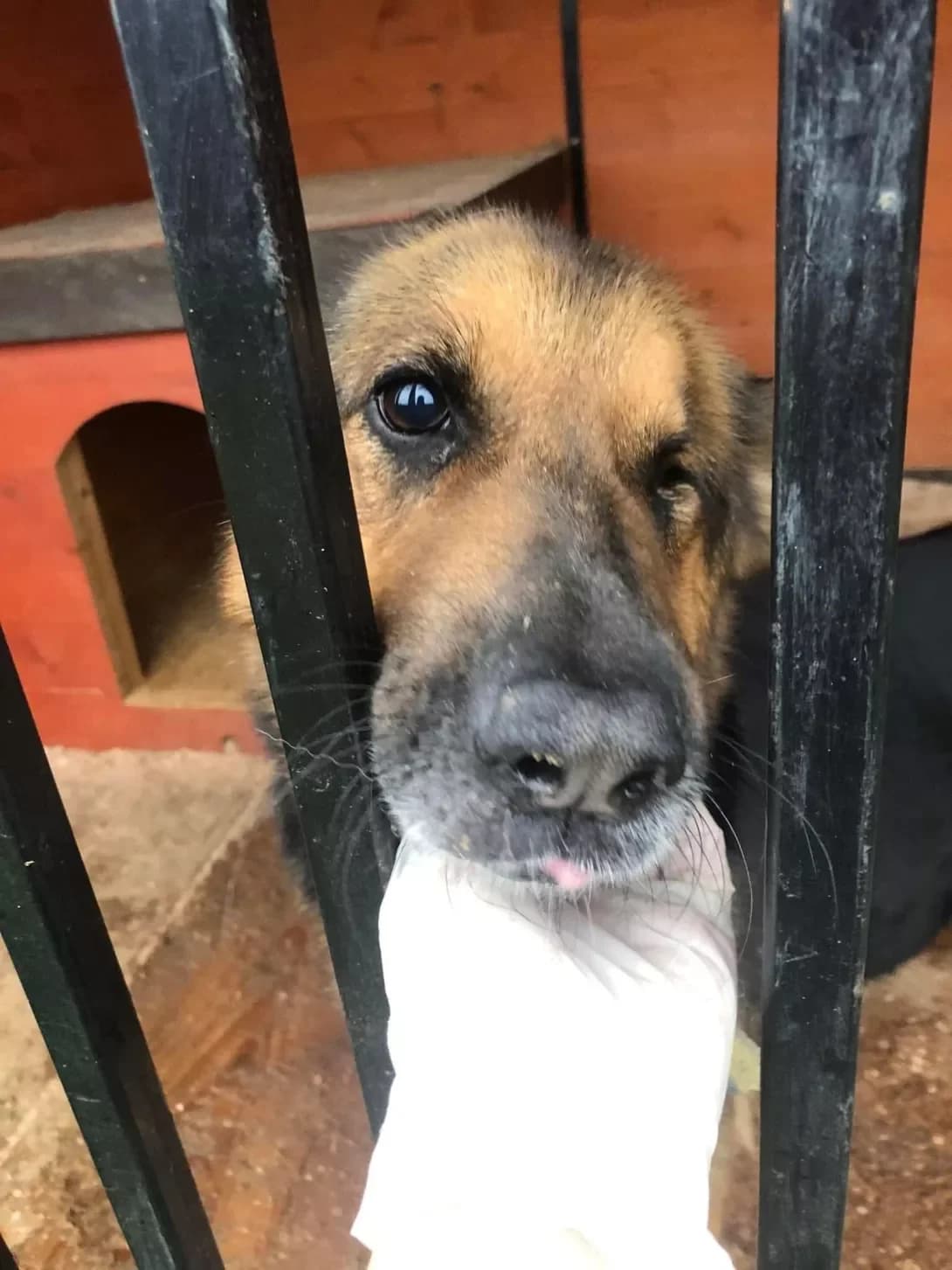 Kira (Кіра), Mixed Breed (Happy Paw Ivano-Frankivsk Oblast)