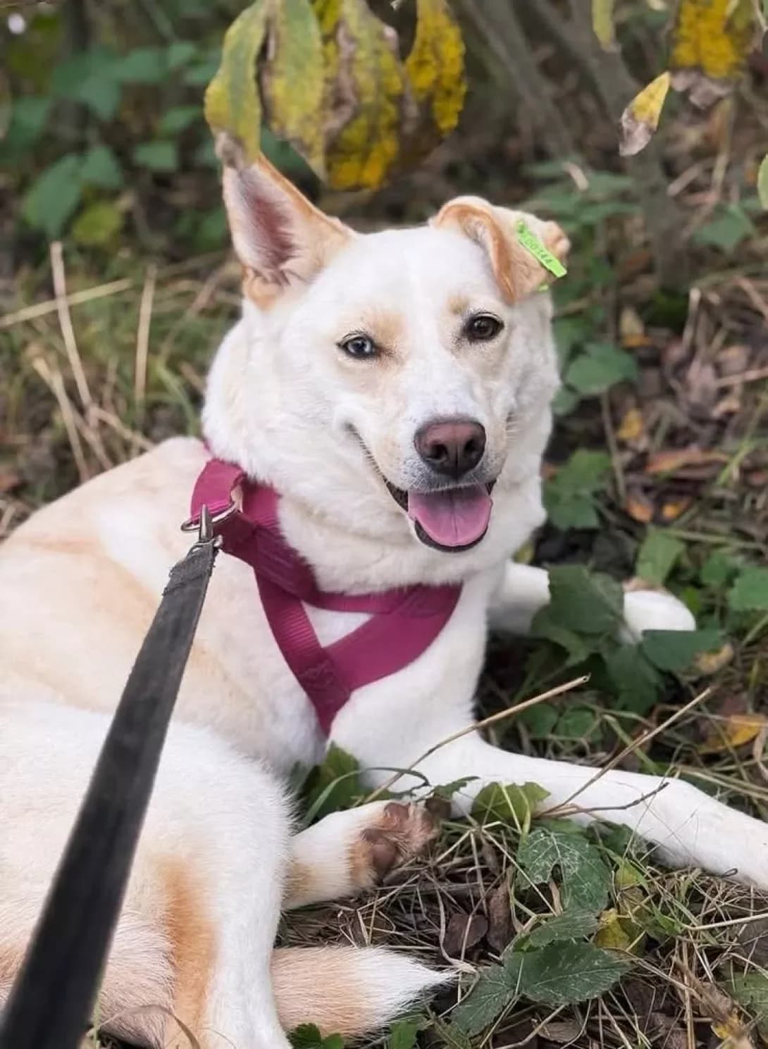 Lyumi (Люмі), Mixed Breed (Happy Paw Ivano-Frankivsk Oblast)