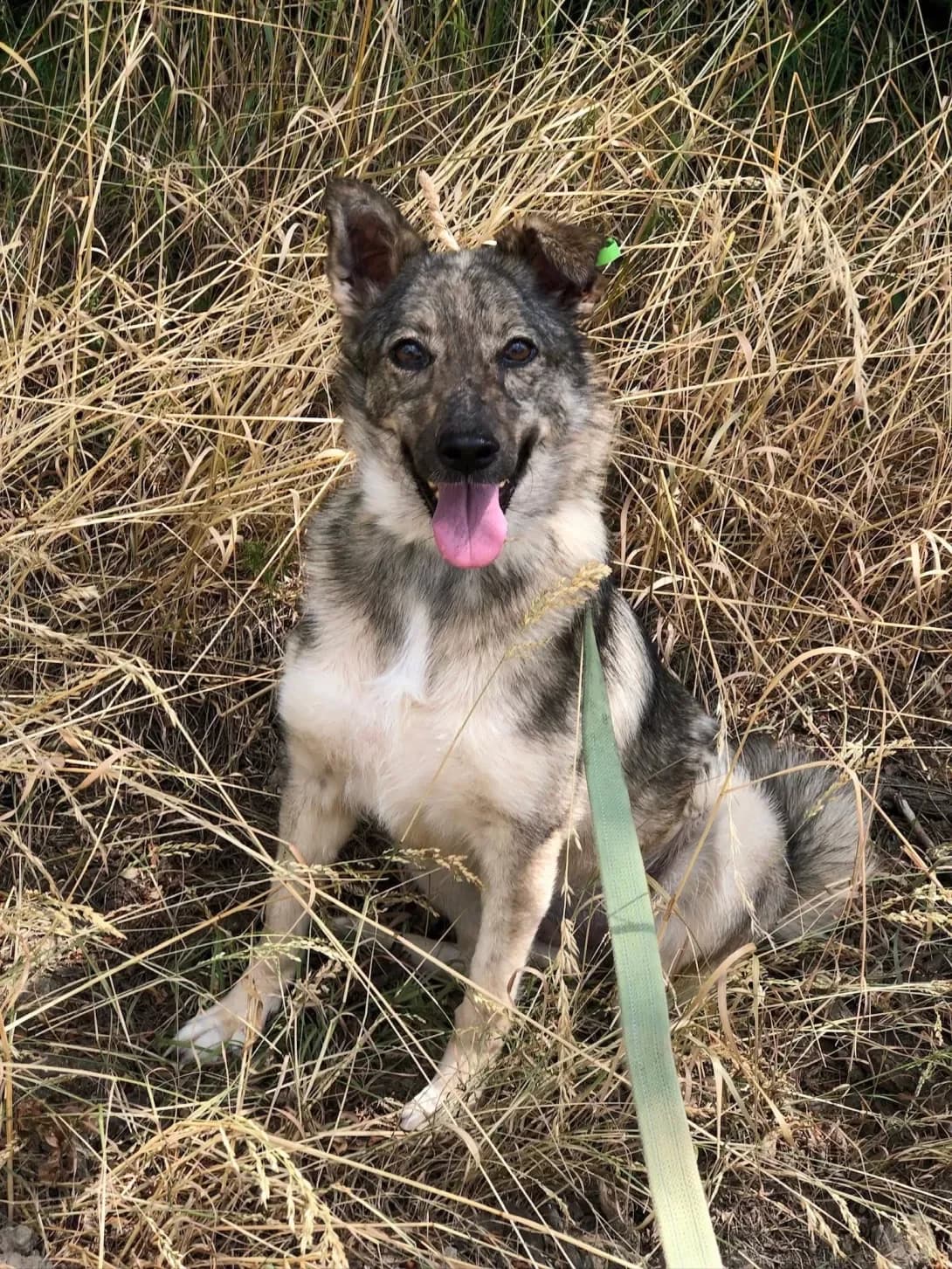 Mishka (Мишка), Mixed Breed (Happy Paw Ivano-Frankivsk Oblast)
