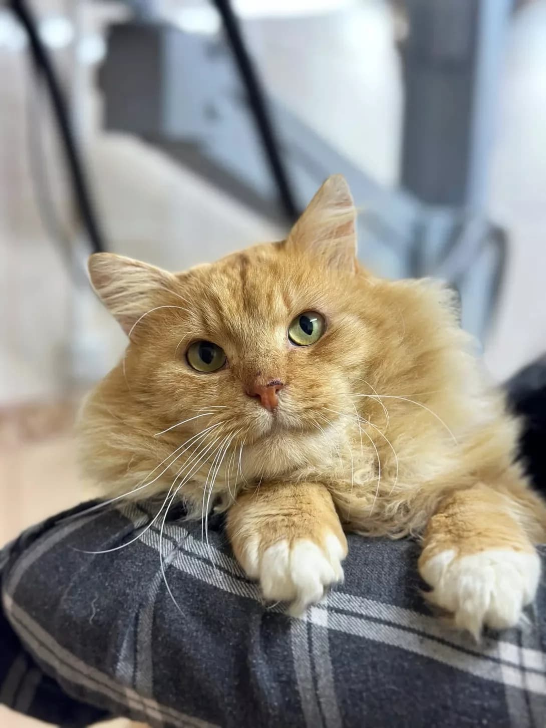 Vitalik (Віталік), male 3yo Mixed Breed for adoption at Happy Paw Ivano-Frankivsk Oblast