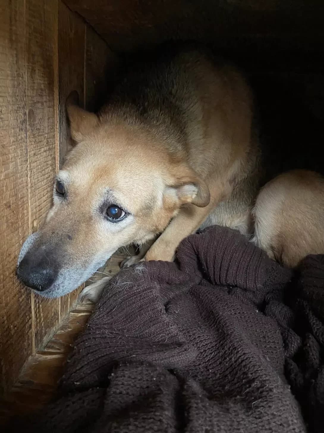 Ronda (Ронда), Mixed Breed (Happy Paw Ivano-Frankivsk Oblast)