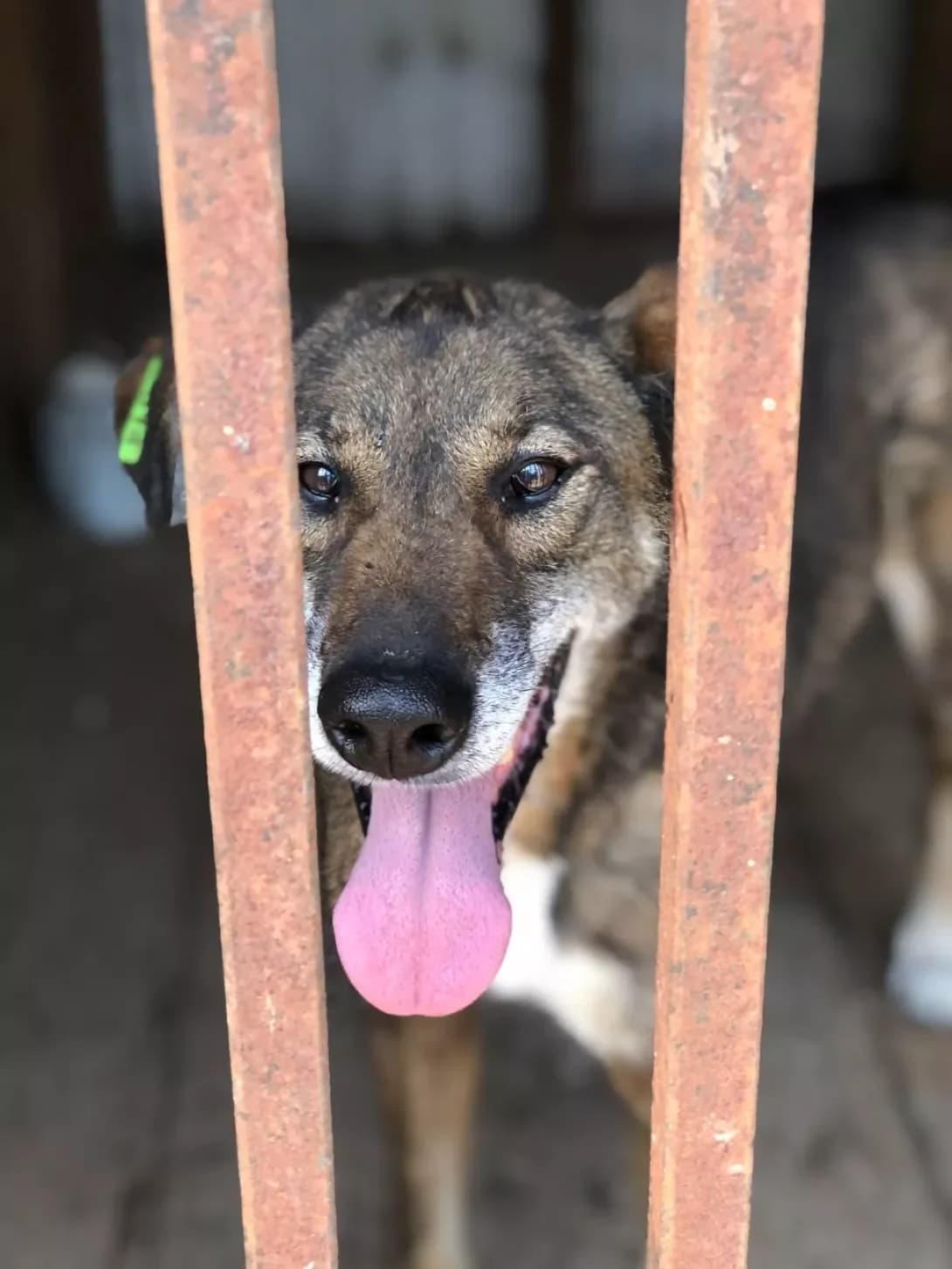 Linda (Лінда), female 6yo Mixed Breed for adoption at Happy Paw Ivano-Frankivsk Oblast