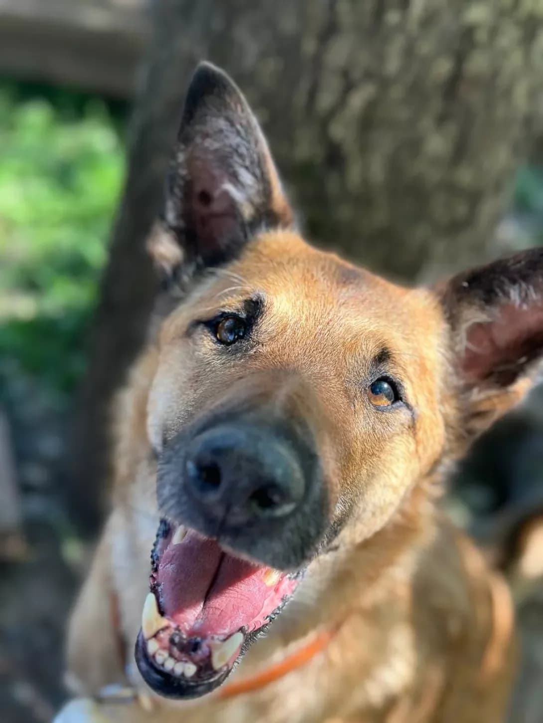 Borya (Боря), male 4yo Mixed Breed for adoption at Happy Paw Ivano-Frankivsk Oblast