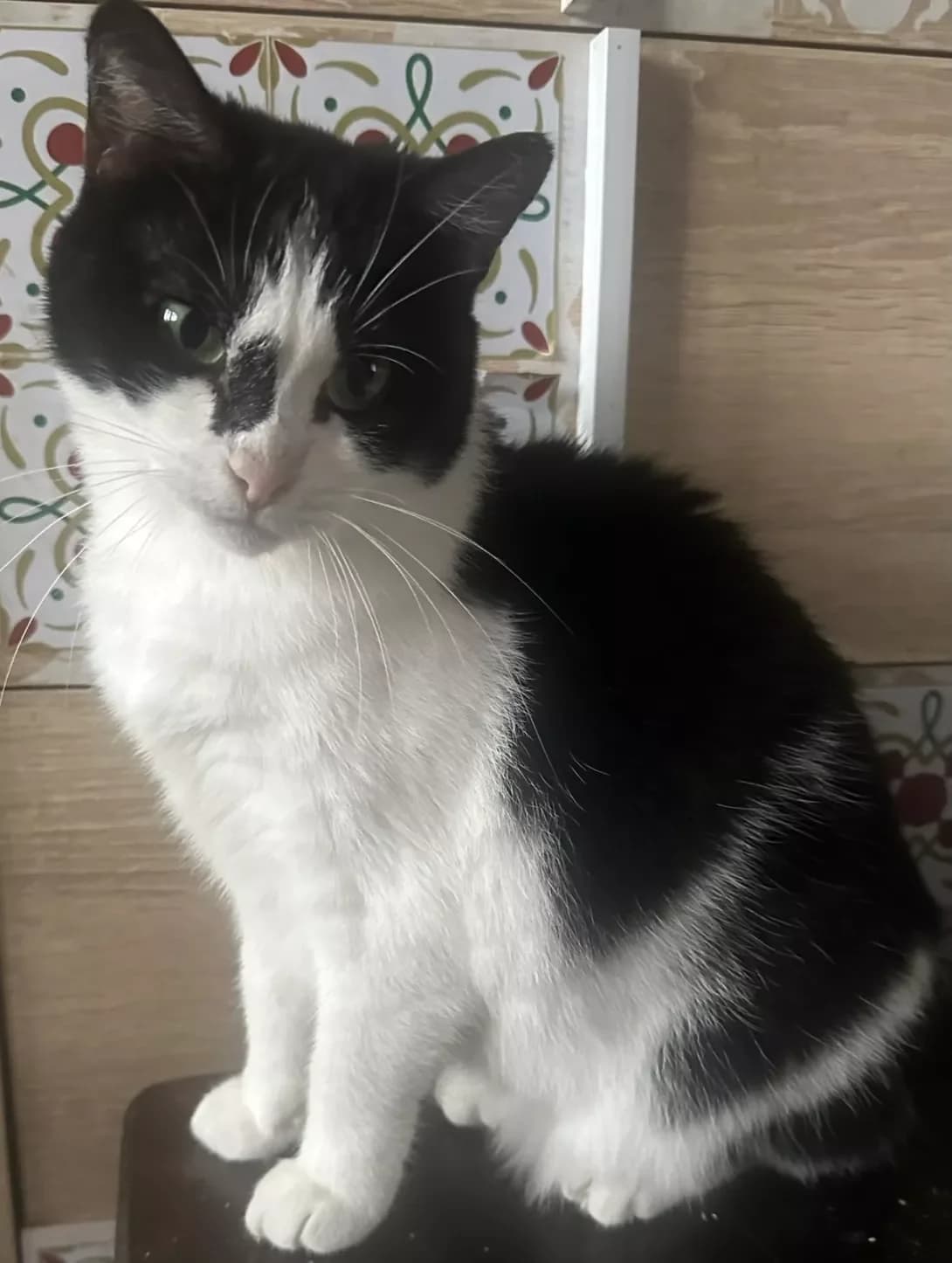 Knopa (Кнопа), female senior Mixed Breed for adoption at Happy Paw Mykolaiv Oblast