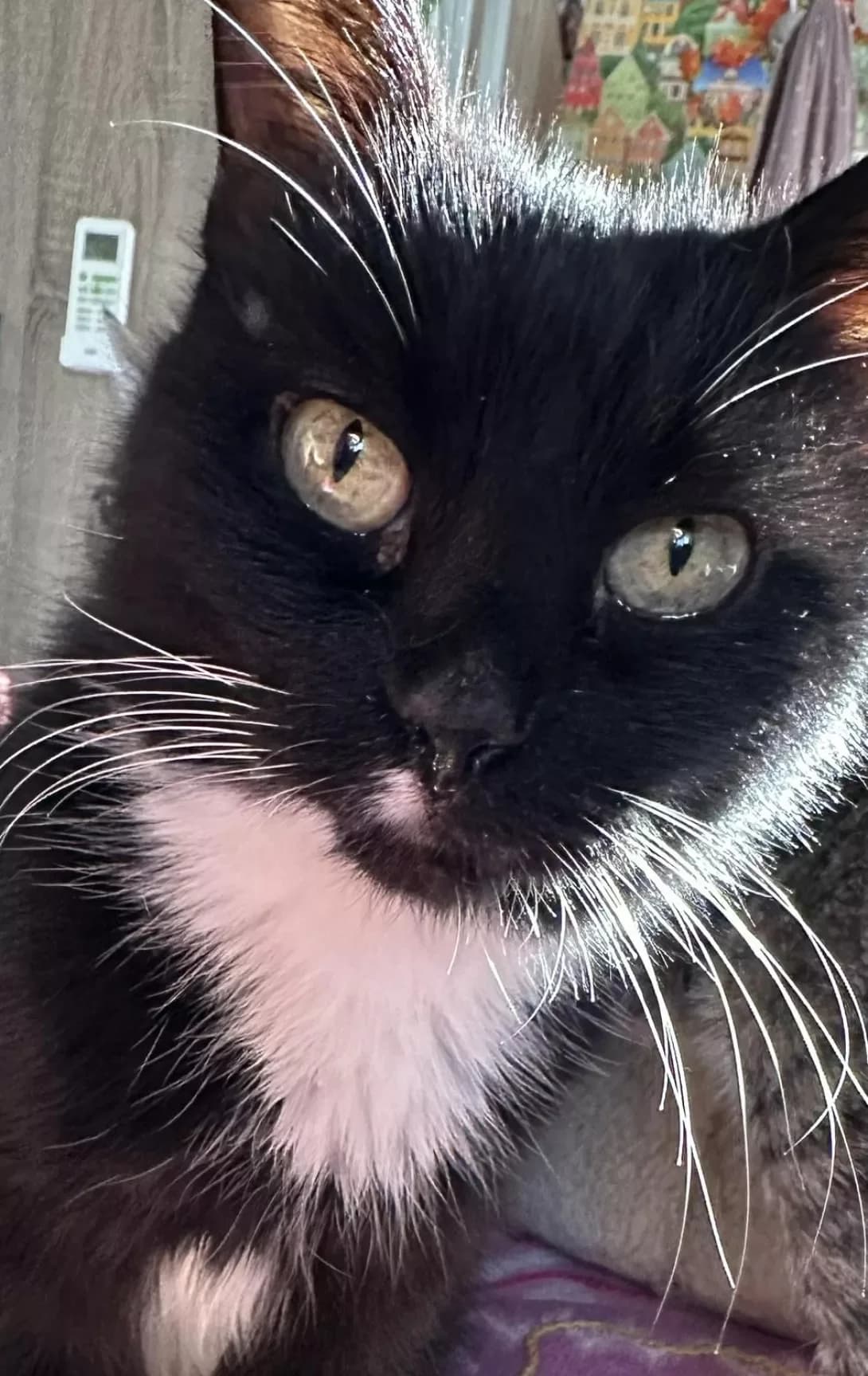 Yaponka (Японка), female senior Mixed Breed for adoption at Happy Paw Mykolaiv Oblast