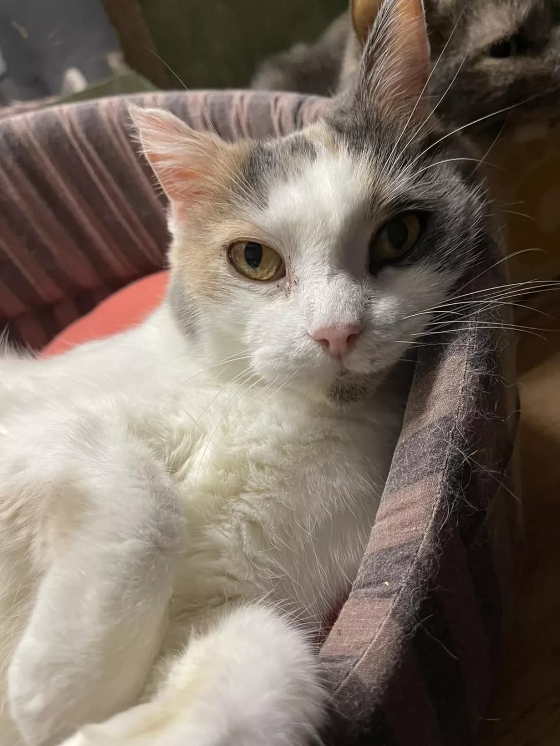 Nyura (Нюра), female senior Mixed Breed for adoption at Happy Paw Mykolaiv Oblast