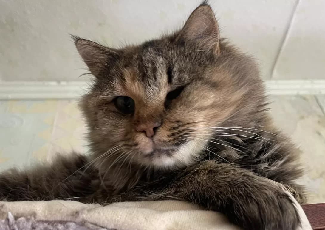 Pusha (Пуша), female 7yo Mixed Breed for adoption at Happy Paw Mykolaiv Oblast