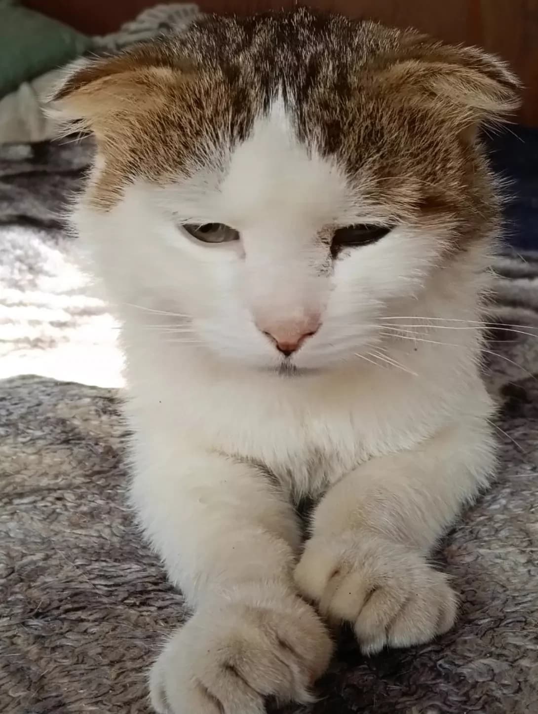 Vinni (Винни), male 3yo Mixed Breed for adoption at Happy Paw Mykolaiv Oblast