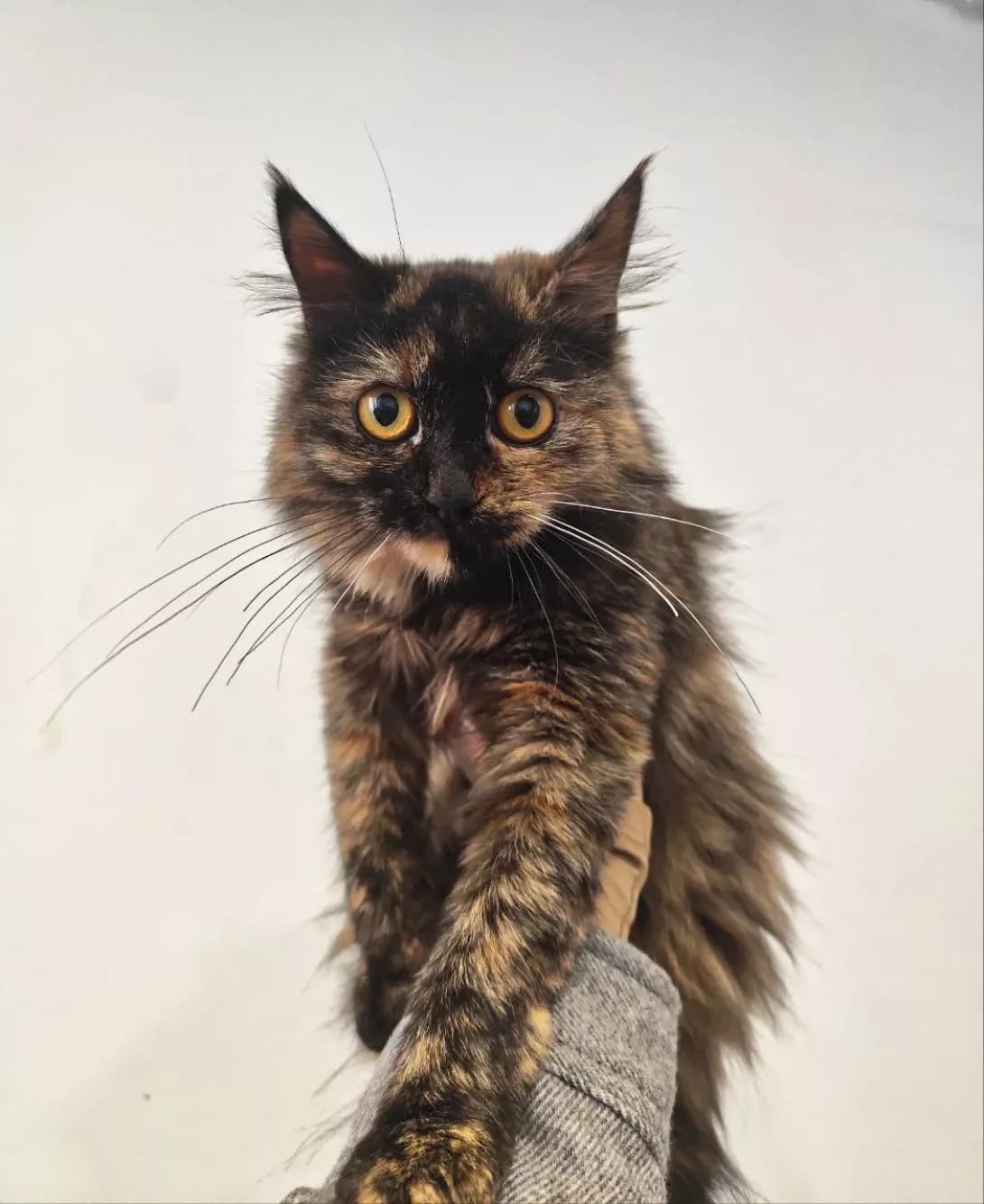 Miya (Мія), Mixed Breed (Happy Paw Dnipro)
